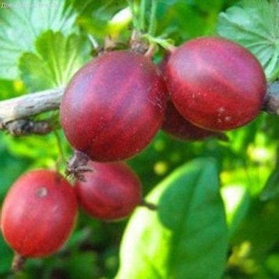 Крыжовник Садко, C3 (2 года) - Dolina-Sad.Ru