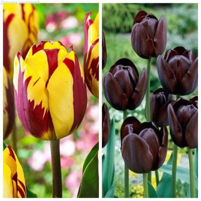 Комплект тюльпанов Комплект тюльпанов фото