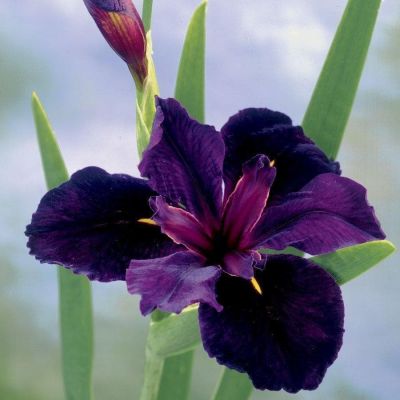 Ирис Блек Геймкок Ирис Блек Геймкок фото