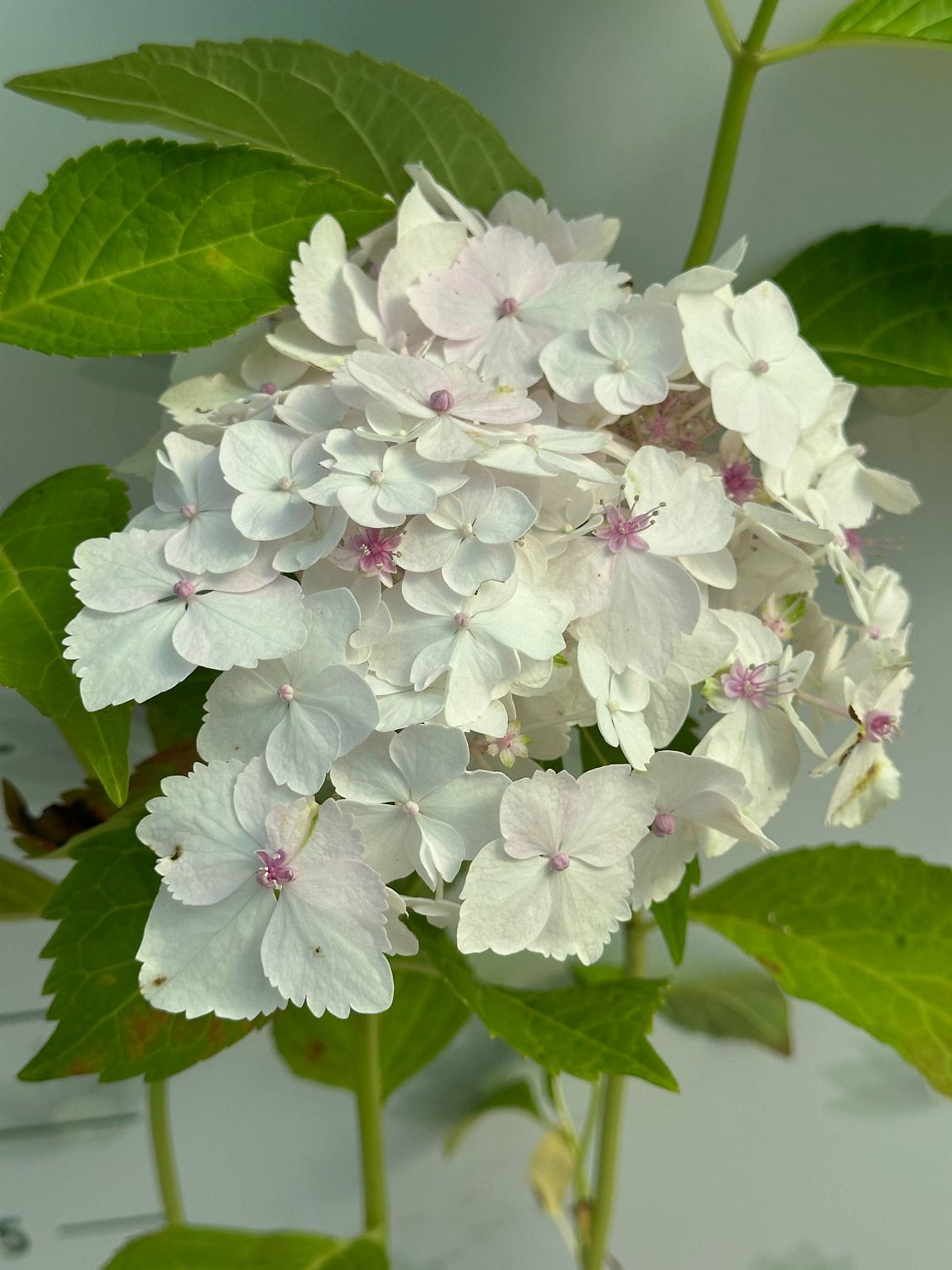 гортензия крупнолистная Мадам Эмиль Мулье фото