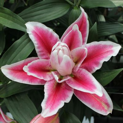 Лилия Роузлили Олимпия Лилия Роузлили Олимпия - Dolina-Sad.Ru