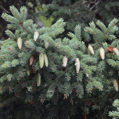 Сосна глаука Перфекта Сосна глаука Перфекта - Dolina-Sad.Ru