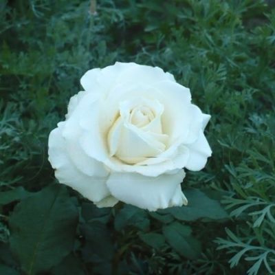 Роза Голливуд Роза Голливуд - Dolina-Sad.Ru