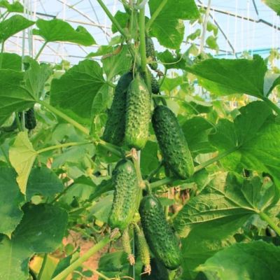 Огурец Сибирский F1 экспресс Огурец Сибирский F1 экспресс фото