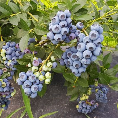 Голубика Аврора Голубика Аврора - Dolina-Sad.Ru