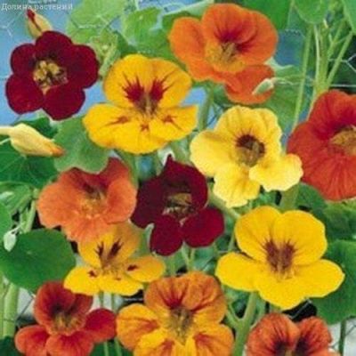 Настурция Аляска, смесь Настурция Аляска, смесь фото