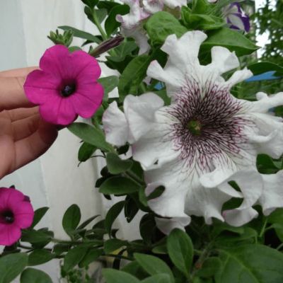 Петуния превосходнейшая Альба Петуния превосходнейшая Альба фото