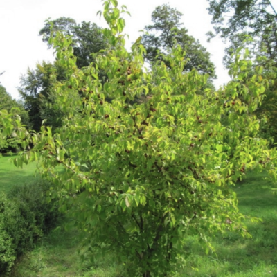 Дерен обыкновенный Дерен обыкновенный - Dolina-Sad.Ru