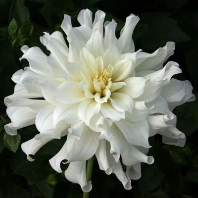 Георгина Аспен Георгина Аспен фото