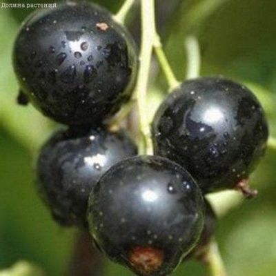 Смородина Виноградная фото