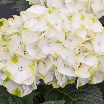 Гортензия крупнолистная Кайпаринья - Dolina-Sad.Ru
