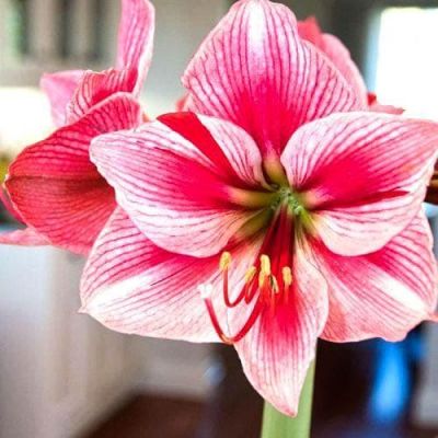 Амариллис Гервазе фото