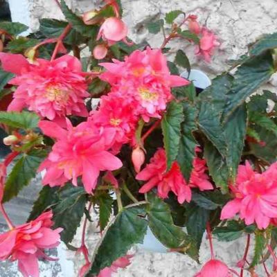 Бегония Беллекония Розе Бегония Беллекония Розе - Dolina-Sad.Ru