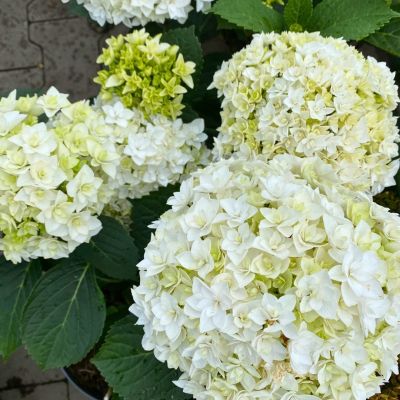 Гортензия крупнолистная Флоренсия - Dolina-Sad.Ru