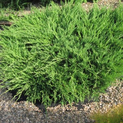 Можжевельник Андорра Компакта Можжевельник Андорра Компакта фото