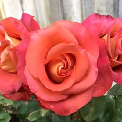 Роза Леонидас - Dolina-Sad.Ru