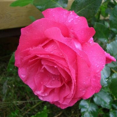 Роза Европа в горшке - Dolina-Sad.Ru