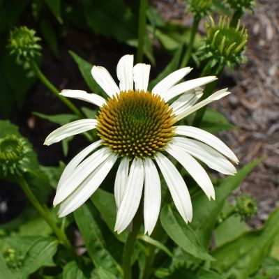 Эхинацея пурпурная Аляска - Dolina-Sad.Ru