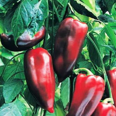 Перец Крепыш Н11 Перец Крепыш Н11 фото