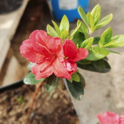 Рододендрон Бриллиант Рододендрон Бриллиант - Dolina-Sad.Ru