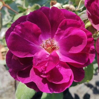 Роза Блю Белл - Dolina-Sad.Ru