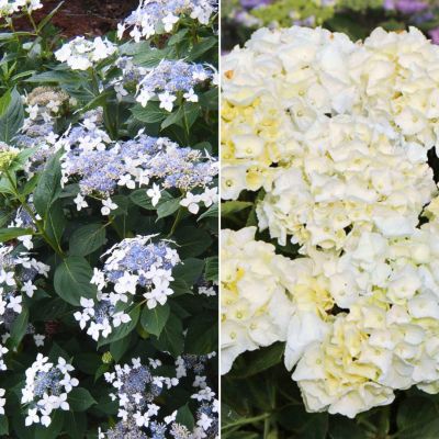 Комплект крупнолистных гортензий Черничный Комплект крупнолистных гортензий Черничный - Dolina-Sad.Ru