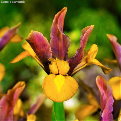 Ирис голландский Бронз/Пурпл - Dolina-Sad.Ru