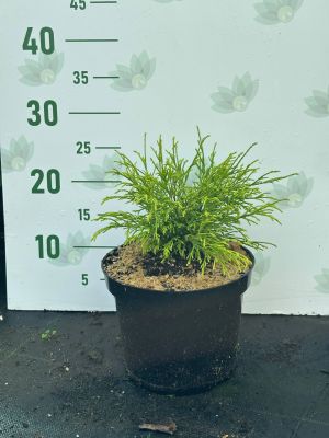 Кипарисовик горохоплодный Санголд, С3 - Dolina-Sad.Ru