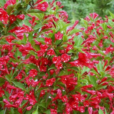 Вейгела Эвита Вейгела Эвита - Dolina-Sad.Ru