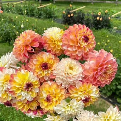 Георгина Дабл Джилл Георгина Дабл Джилл - Dolina-Sad.Ru