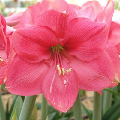 Амариллис Пинк Ривал - Dolina-Sad.Ru