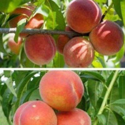 Комплект Абрикос+Персик фото