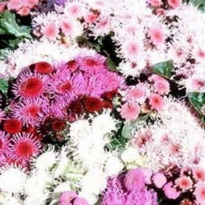 Агератум Бонжур, смесь фото