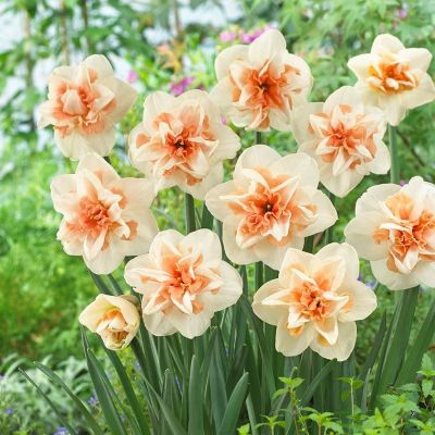 Нарцисс Дельнашо Нарцисс Дельнашо фото