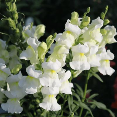 Львиный зев Белый букет фото