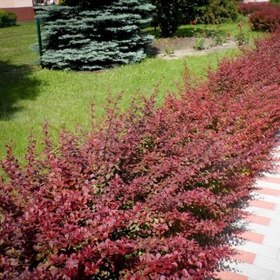 Барбарис Тунберга Ред Карпет Барбарис Тунберга Ред Карпет фото