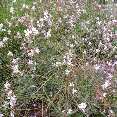 Гаура Линдхеймера Саммер Бриз - Dolina-Sad.Ru