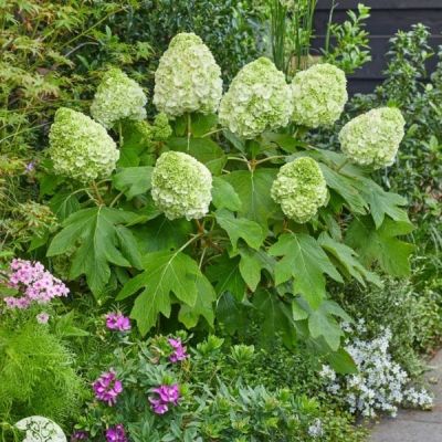 Гортензия дуболистная Тара Гортензия дуболистная Тара - Dolina-Sad.Ru