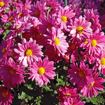 Астра кустарниковая Кассель фото