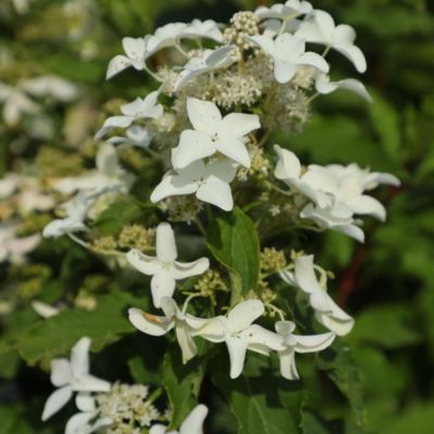 Гортензия метельчатая Дегудо, С3 - Dolina-Sad.Ru