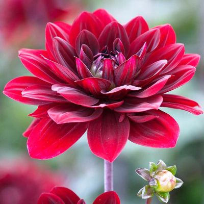 Георгина Афтер Даск Георгина Афтер Даск фото