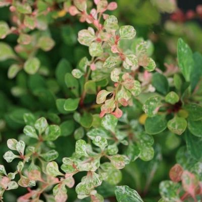 Барбарис Тунберга Келлерис, С3 - Dolina-Sad.Ru