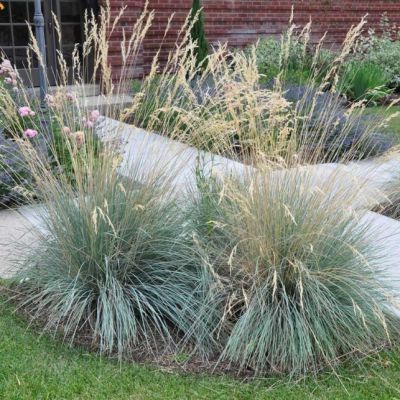 Овсец вечнозеленый , P9 Овсец вечнозеленый , P9 фото