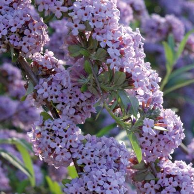 Буддлея очереднолистная Юник Буддлея очереднолистная Юник - Dolina-Sad.Ru