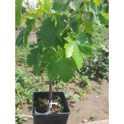 Виноград Подарок Несветая Виноград Подарок Несветая - Dolina-Sad.Ru