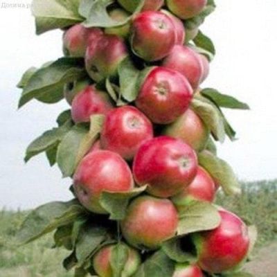 Яблоня Колоновидная Валюта/Зимняя Яблоня Колоновидная Валюта/Зимняя фото
