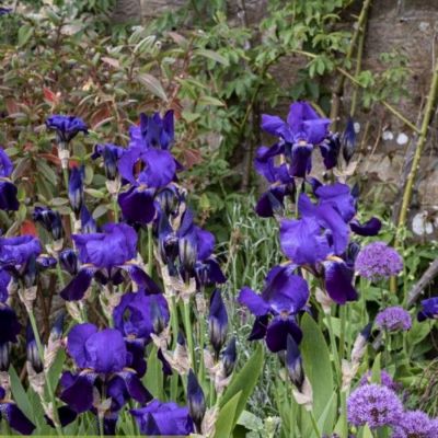 Ирис Бишопс Роб - Dolina-Sad.Ru