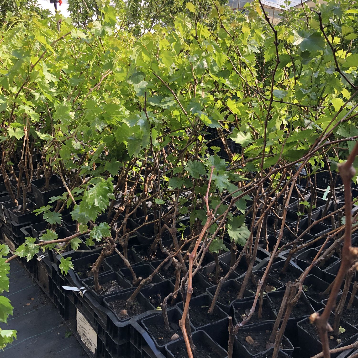 Виноград Тасон Виноград Тасон фото