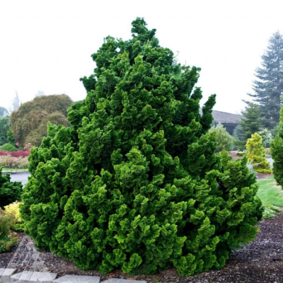 Кипарисовик туполистный Нана Грацилис фото