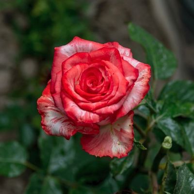 Роза Хайнт Твинкл - Dolina-Sad.Ru